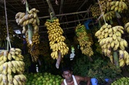 'Super' banana to face first human trial