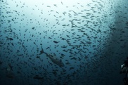 US joins bid to create vast Pacific marine reserve
