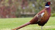 Astana green belt development: pheasant breeding