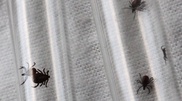 Deadly virus spotted in Southern Kazakhstan