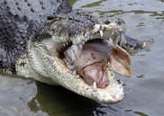 Boy, 12, taken by crocodile in Australia