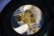 DNA from ancient plague points to modern peril