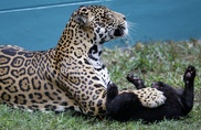 Brazil scientists warn on dwindling jaguar population
