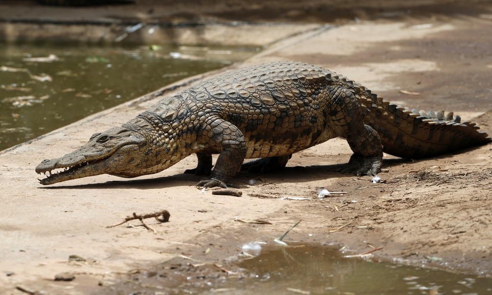 Human remains found after Australian croc attack: reports