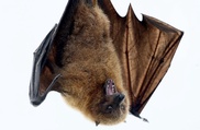 Bats bounce back in Europe: EU watchdog