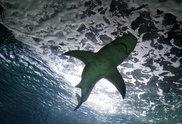 Thousands rally against shark cull in Australia
