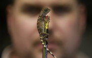 Hundreds of reptiles, amphibians found dead at S.Africa airport