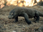 Komodo dragon dies at Indonesia's "death zoo"