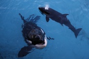 Japan asks Netherlands to act against anti-whalers
