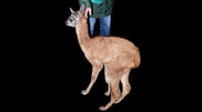 Lama born in Almaty zoo