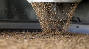 Kazakhstan exports over 5 million tons of grain this year