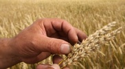 Ministry of Agriculture discusses prospects of GMO in Kazakhstan