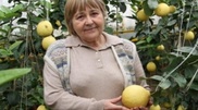Underground greenhouse: Coffee and fig trees grown in Ust-Kamenogorsk