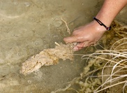 Mass extinction happened fast: study