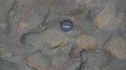 Earliest human footprints outside Africa found in Britain: scientists