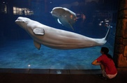 Kitty litter parasite infects Arctic beluga whales