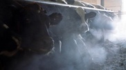 Australia not willing to pay Kazakhstan for sick cows