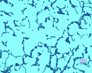 Raise your glass to Oenococcus oeni, a real wine bug
