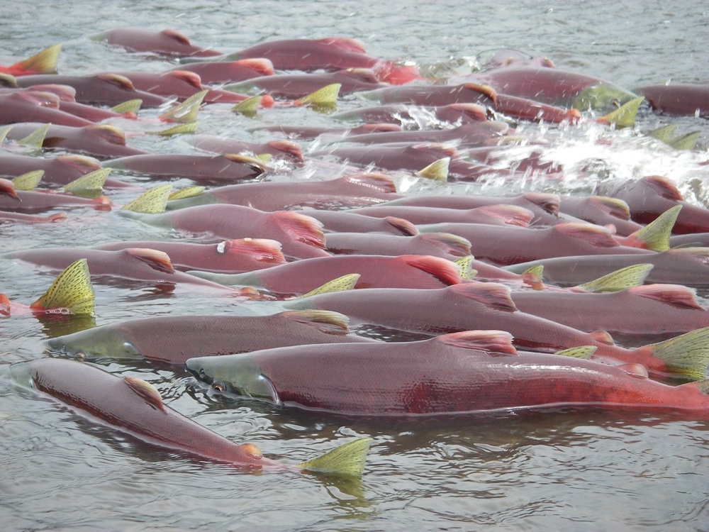 Alaska mine could be blocked to save salmon fisheries
