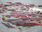 Alaska mine could be blocked to save salmon fisheries