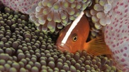 Underwater photos of Kazakhstan photographer acknowledged best by prestigious website