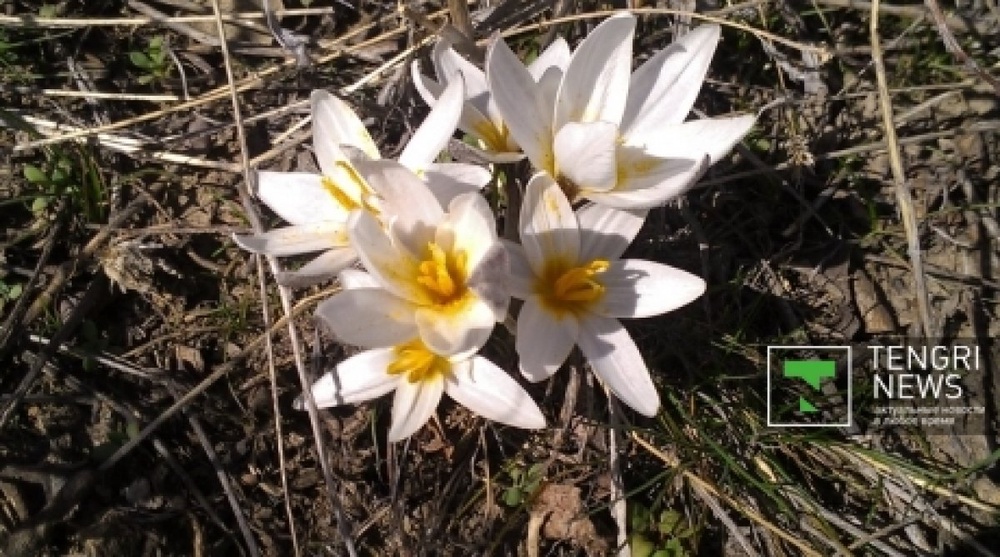 Rejoice spring is here: Snowdrops