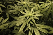 Uruguay slams 'old school' UN over world-first pot plans