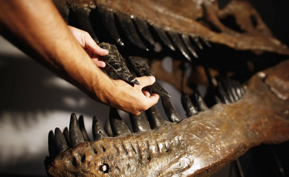 Huge new dinosaur in Portugal was predator king: study