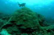 Time running out for Great Barrier Reef: scientists
