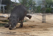 Elephants can tell difference between human languages