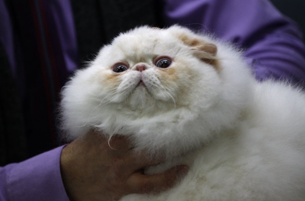 Cat takes US family hostage