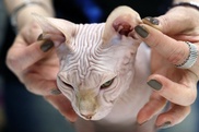 Rio to ban cosmetic surgery... for dogs, cats