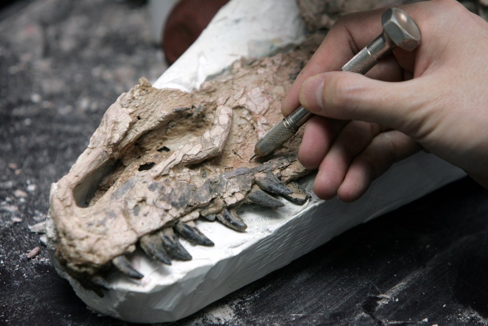 Pint-sized tyrannosaur was king of the Arctic