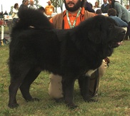 Dog 'sold for $2 million' in China: report