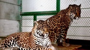 Bear eaten by cats in Karaganda