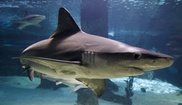 Sea turned red after Australian shark attack, says rescuer