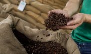 Coffee-drinkers less likely to die from certain diseases