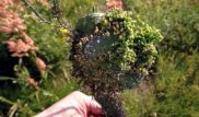 Mutations, DNA damage seen in Fukushima forests: Greenpeace