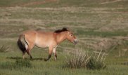 Once extinct, world's last wild horse returns to steppes