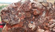 New fossils show life on Earth at least 3.7bn years old