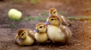 Police blocks road to save ducks in Astana