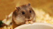 Endangered hamsters delay school construction in Germany