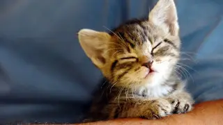 Kitten rescued after getting stuck in Radiator in Kokshetau