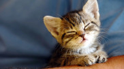 Kitten rescued after getting stuck in Radiator in Kokshetau