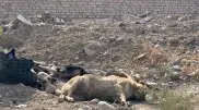 Dead dogs found abandoned on street in Aktau, Kazakhstan