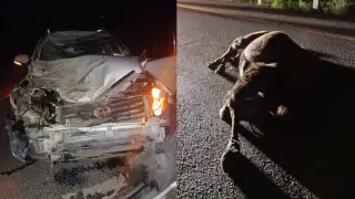 Two camels killed in car accident in Kazakhstan