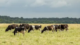 Anthrax suspected in four Kazakhs: quarantine not declared