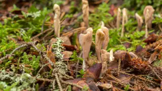 Rare fungi species discovered in Burabay National Park