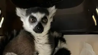 Russian woman tried to smuggle a lemur into Kazakhstan