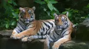 Two tigers from the Netherlands to be brought to Kazakhstan